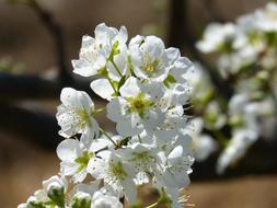 amazing Cherry Flowering Tree