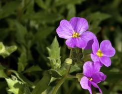 Blue Pillow Flower