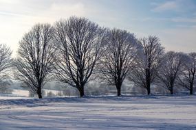 winter landscape with trees in hoarfrost