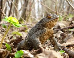 amazing Toad Frog