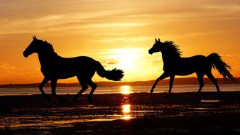 two running horses on the beach at sunset