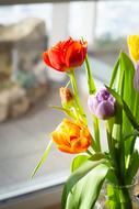 multicolored tulips in a glass vase on the window