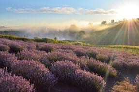 purple lavender field in the morning sun