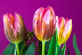 magnificent Tulip Lilies Spring