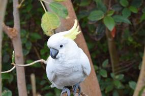 Cockatoo, White Parrot
