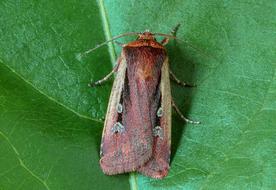 Flame-Shoulder Moth on leaf