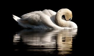 white Swan mirroring on dark water