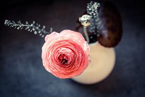 excellent Ranunculus Flower