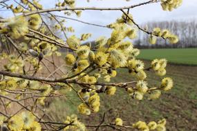 Willow Catkin, Flowers