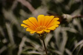 yellow flower on a stem close-up on a blurred background