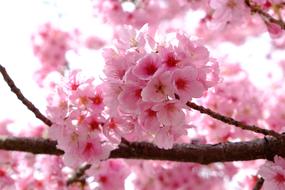 flowering cherry branches in japan