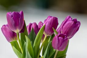 purple Tulips bouquet