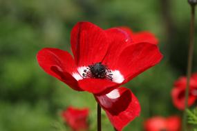 attractiveFlower Anemone