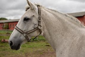 Profile portrait of the beautiful and cute, gray horse on the green meadow, under the cloudy sky