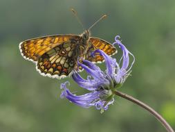 Western Fritillary