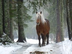 attractive Horse Forest Nature