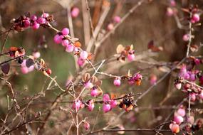 bush with pink beads