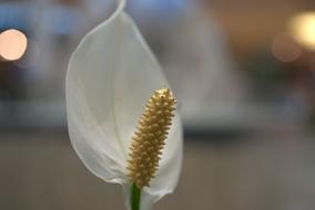 white peace lily