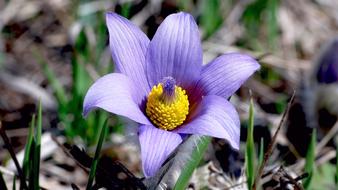 purple pulsatilla flower among the other plants