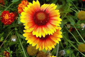 Two-Tone Gailardia Nadobna Flowers
