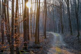 amazing Forest Woods