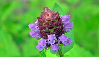 wonderful Flower Grasshopper