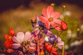 attractive Cosmea Flowers Bloom
