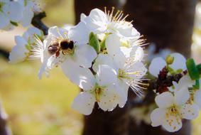 bee on the apple tree in spring