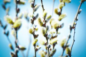 attractive Willow Catkin Flowers
