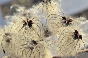 Plant Seeds close-up on blurred background