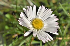 Geiss Floral Daisy