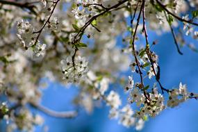 incredible Flowers Cherry Tree