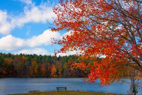 colorful fall Foliage, usa, massachusetts