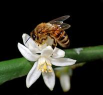 bee on a white citrus flower