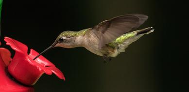 closeup view of Hummingbird feeding from feeder in flight