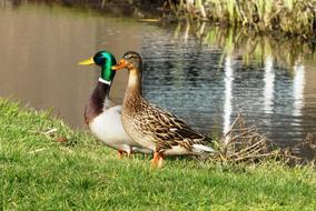 enchanting Ducks Pair Ditch
