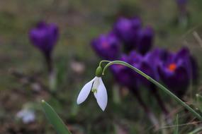 Crocus Garden