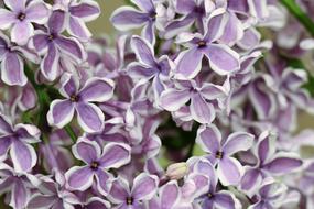 attractive Lilac flowers at Spring