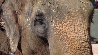 head of an elephant