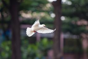enchanting Bird Dove Fly