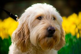 incredible Golden Doodle Portrait