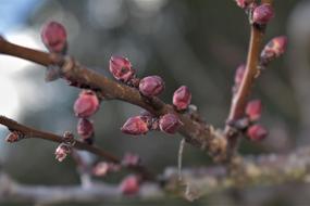 attractive Apricot Tree