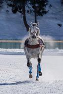 galloping magnificent horse