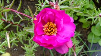 attractive Flower Purslane Pink