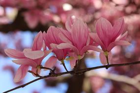 Pink Magnolia Spring Flowers close-up on blurred background