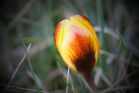 Wild Crocus Schwertliliengewaechs flower