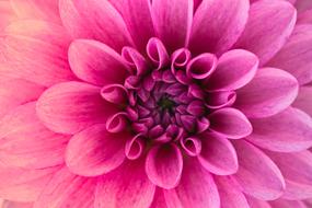 pink dahlia close up