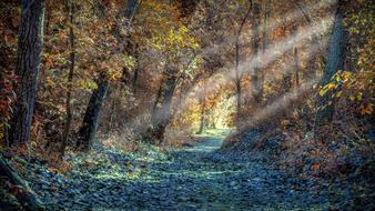 bright rays in the landscape forest