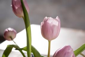 excellent Tulips Pink in Spring