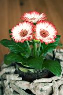 amazing Flowers Gerbera